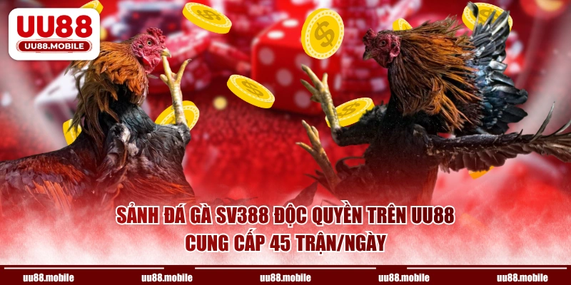 Sảnh đá gà SV388 độc quyền trên UU88 cung cấp 45 trận/ngày
